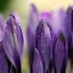 Frühjahrsmüdigkeit: 15 Tipps um kraftvoll den Frühling genießen zu können